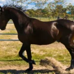 cavalo-varenne,-lenda-do-turfe,-falece-aos-31-anos-apos-carreira-vitoriosa