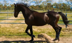 cavalo-varenne,-lenda-do-turfe,-falece-aos-31-anos-apos-carreira-vitoriosa