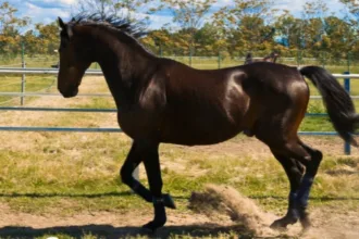 cavalo-varenne,-lenda-do-turfe,-falece-aos-31-anos-apos-carreira-vitoriosa