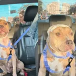 fenix:-pitbull-explorada-para-reproducao-se-recupera-de-maus-tratos-e-busca-lar-em-goiania