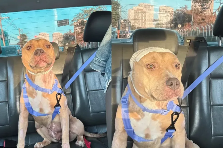 fenix:-pitbull-explorada-para-reproducao-se-recupera-de-maus-tratos-e-busca-lar-em-goiania
