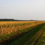 Plantação nas margens das rodovias com cultivo agrícola