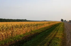 Plantação nas margens das rodovias com cultivo agrícola