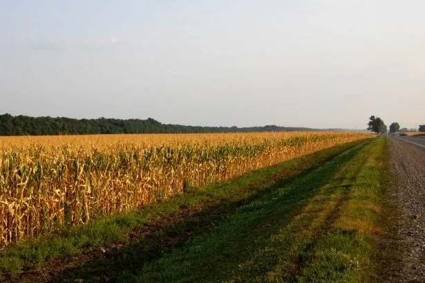 proposta-no-congresso-visa-autorizar-cultivo-agricola-em-faixas-de-dominio-de-rodovias-federais-e-estaduais