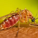 febre-do-nilo-ocidental:-veja-o-que-se-sabe-dos-casos-no-pais;-maioria-das-infeccoes-nao-causa-sintomas-–-g1