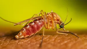 febre-do-nilo-ocidental:-veja-o-que-se-sabe-dos-casos-no-pais;-maioria-das-infeccoes-nao-causa-sintomas-–-g1