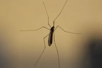 Febre do Nilo Ocidental em Santa Catarina