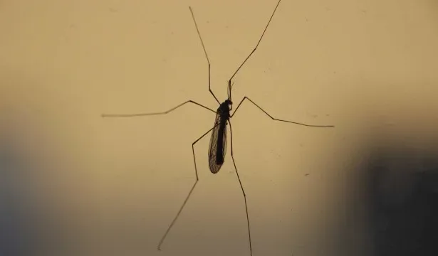 Febre do Nilo Ocidental em Santa Catarina