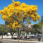 Florada dos ipês em Goiânia durante a seca