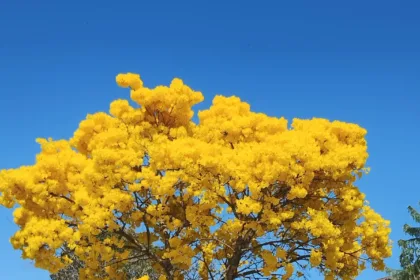 Florada dos ipês em Goiânia durante a seca