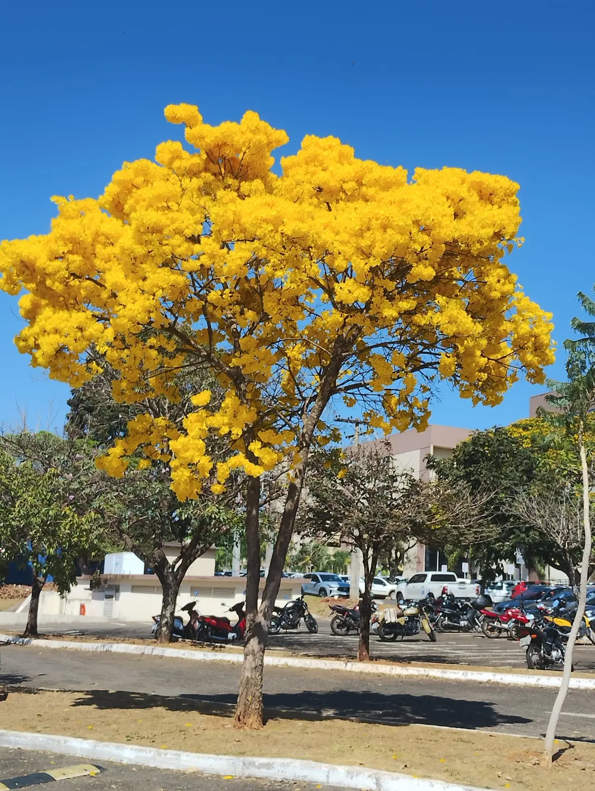 A Fascinante Florescência dos Ipês de Goiânia em Tempos de Secura
