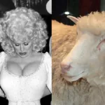 Ovelha clonada Dolly inspirada em Dolly Parton