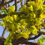 Ipê-verde em Goiás com flores esverdeadas