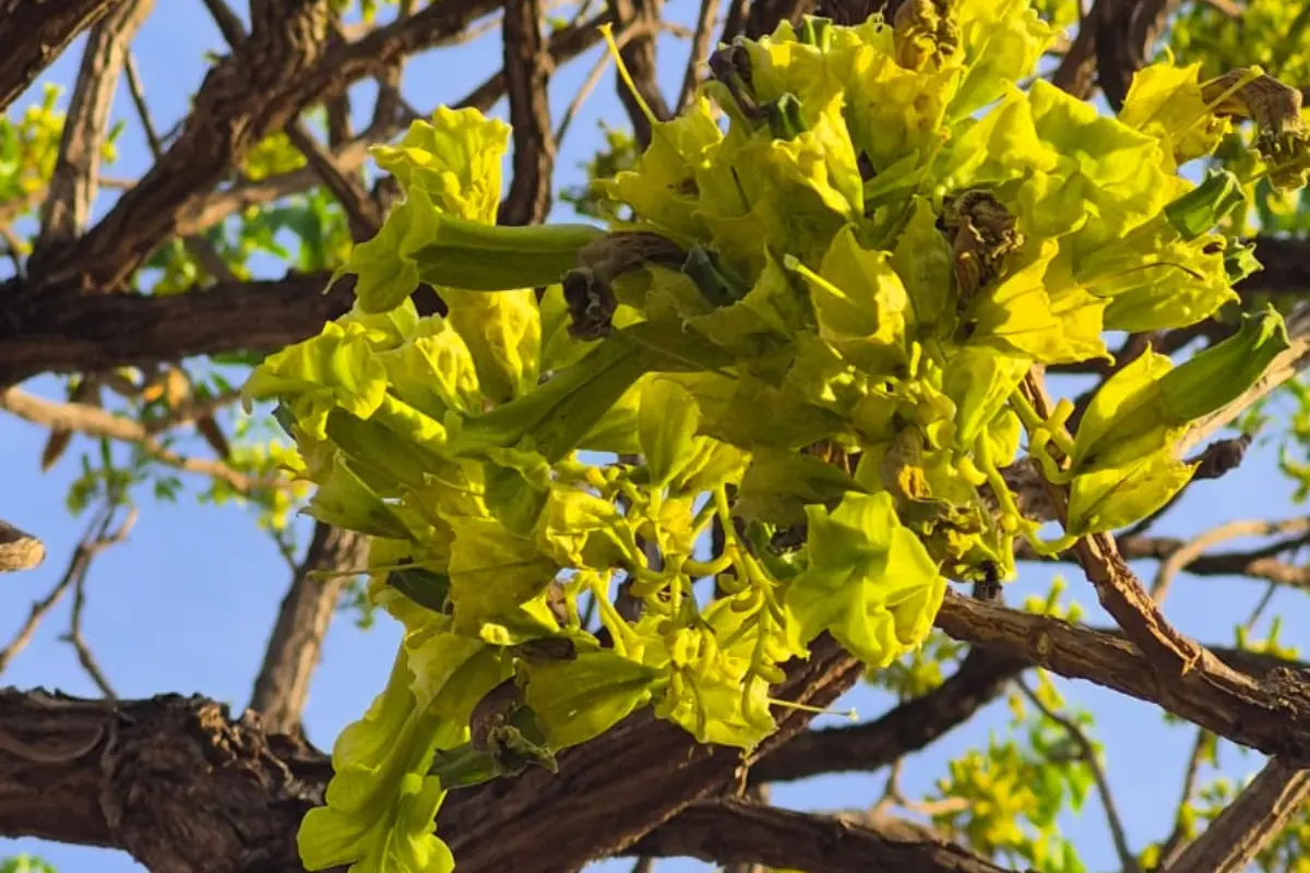 Ipê-Verde: A Joia Oculta do Cerrado Goiano