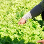 Troca de recicláveis por alimentos em Goiânia