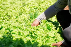 Troca de recicláveis por alimentos em Goiânia