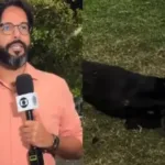 Cachorro perdido resgatado em reportagem ao vivo da Globo