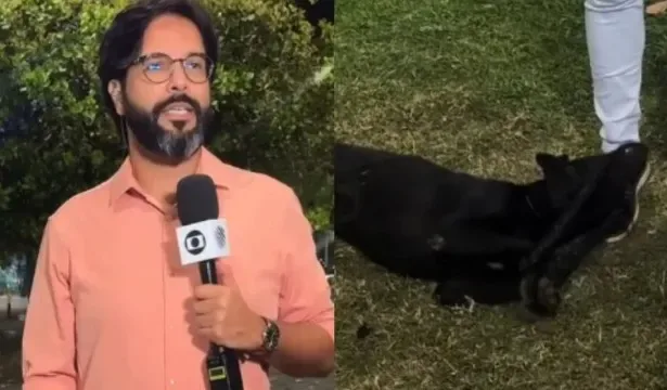 Cachorro perdido resgatado em reportagem ao vivo da Globo