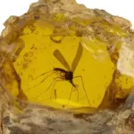 peca-com-mosquito-em-ambar-de-‘jurassic-park’-e-vendida-por-r$-2,1-milhoes