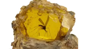Mosquito em âmbar de Jurassic Park vendido em leilão