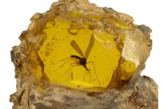 peca-com-mosquito-em-ambar-de-‘jurassic-park’-e-vendida-por-r$-2,1-milhoes