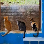 abrigo-fecha-as-portas-e-18-animais-precisam-de-um-lar-em-aparecida