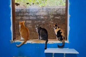 abrigo-fecha-as-portas-e-18-animais-precisam-de-um-lar-em-aparecida