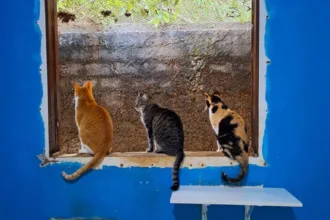 abrigo-fecha-as-portas-e-18-animais-precisam-de-um-lar-em-aparecida