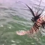 Peixe-leão invasor no litoral da Bahia