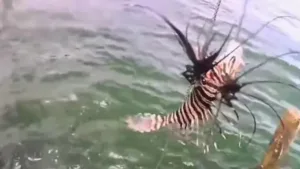 Peixe-leão invasor no litoral da Bahia