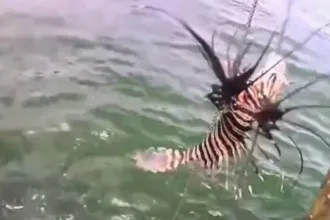 Peixe venenoso