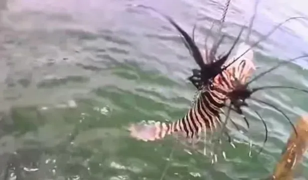 Peixe-leão invasor no litoral da Bahia