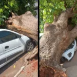 Vento em Goiânia derruba árvores sobre carros