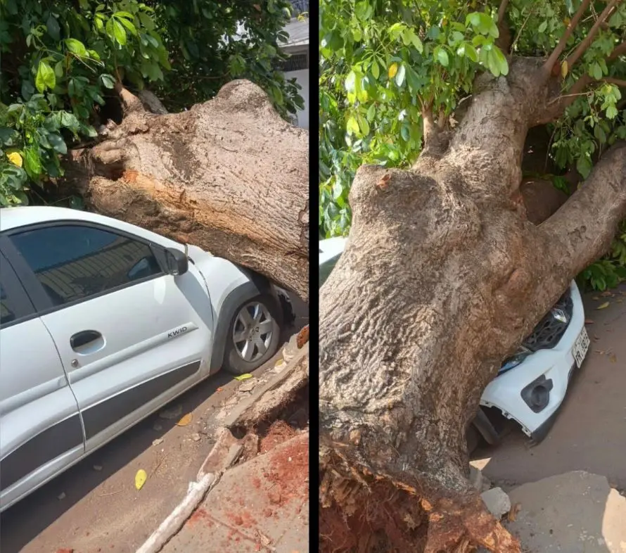 Vento derruba árvores e carros são atingidos em dois bairros de Goiânia nesta terça-feira (1º)