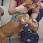 Vacinação antirrábica em Goiânia para cães e gatos