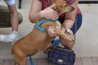 Vacinação antirrábica em Goiânia para cães e gatos