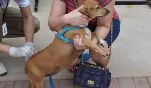 Vacinação antirrábica em Goiânia para cães e gatos