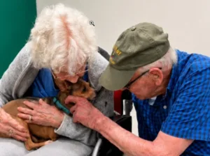 Chihuahua cega nos braços de idosa de 90 anos