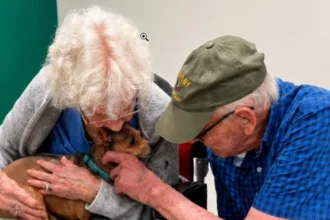 Chihuahua cega nos braços de idosa de 90 anos