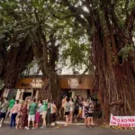 Corte de gameleiras suspenso na Praça da Cirrose em Goiânia