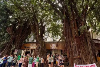 Corte de gameleiras suspenso na Praça da Cirrose em Goiânia