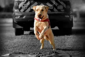 Cão bombeiro herói Fênix em ação de resgate