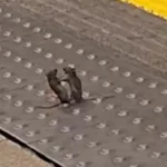 Ratos lutando MMA na estação de metrô de Londres