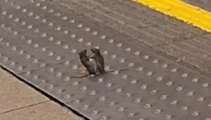 Ratos são flagrados