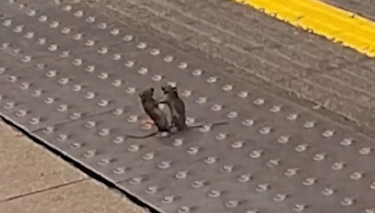 Ratos são flagrados ‘lutando MMA’ em estação de metrô de Londres; veja vídeo