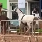Cavalo desgovernado controlado por menina de 12 anos na Expointer