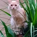 um-ano-sem-loirinho:-tutora-ainda-espera-reencontrar-gato-desaparecido-no-parque-amazonia,-em-goiania