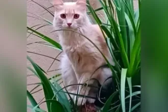 Gato desaparecido em Goiânia, Loirinho, no Parque Amazônia