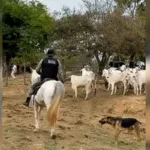 Devolução de gado em Caldas Novas após disputa entre fazendeiros