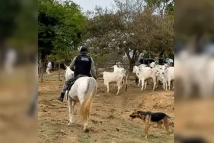 Devolução de gado em Caldas Novas após disputa entre fazendeiros